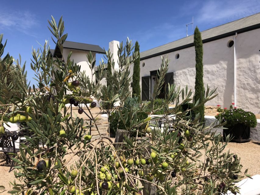 From Cape Town: Wildlife Safari, Olive, Beer & Wine Tasting - Darling Toffee Stop: The Dessert That Makes the Day Feel Finished