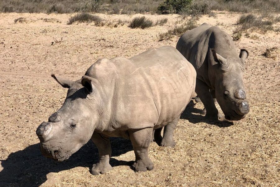 From Cape Town: Wildlife Safari, Olive, Beer & Wine Tasting - Buffelsfontein Safari: What You Can See, and What to Note First