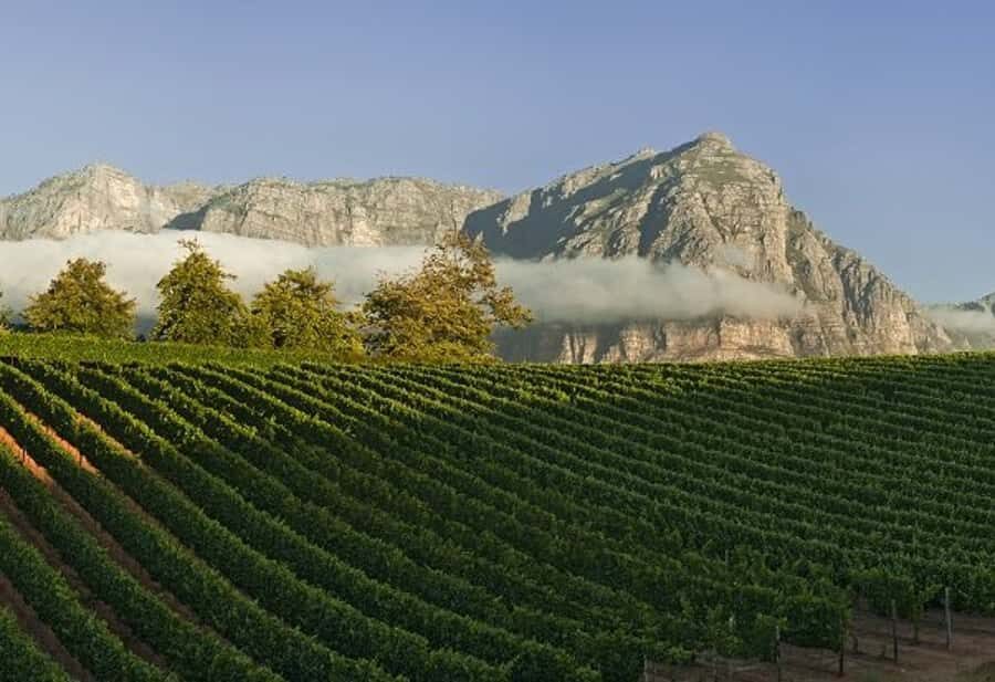 From Cape Town: Winelands Tour and Tastings - Stellenbosch Cellar Tour, Wine Tasting, and Cheese: A Morning That Sets the Tone