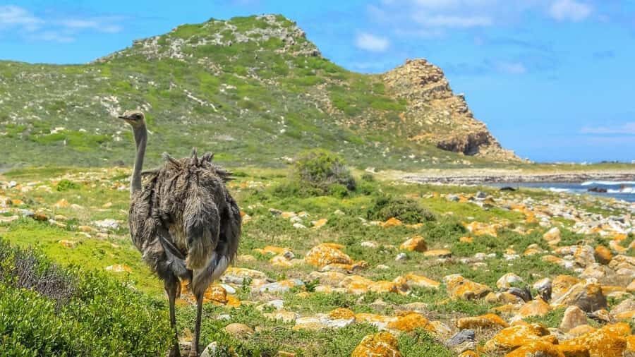 From CapeTown:Full Day Tour to Cape of Good Hope&Cape Point - Chapman’s Peak Drive: The Photo Stop You’ll Want to Slow Down