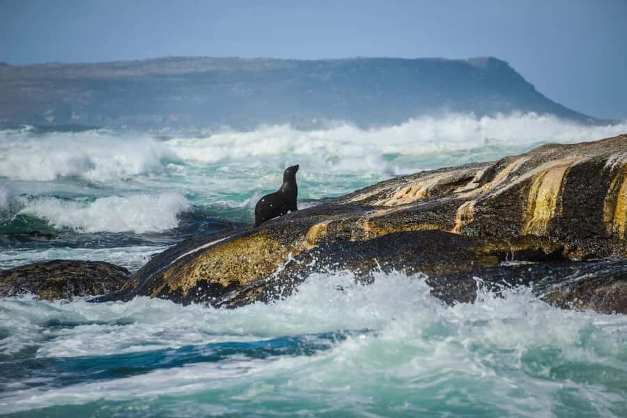 From CapeTown:Full Day Tour to Cape of Good Hope&Cape Point - Simon’s Town Lunch Break: A Proper Pause Before the Penguins and Beaches