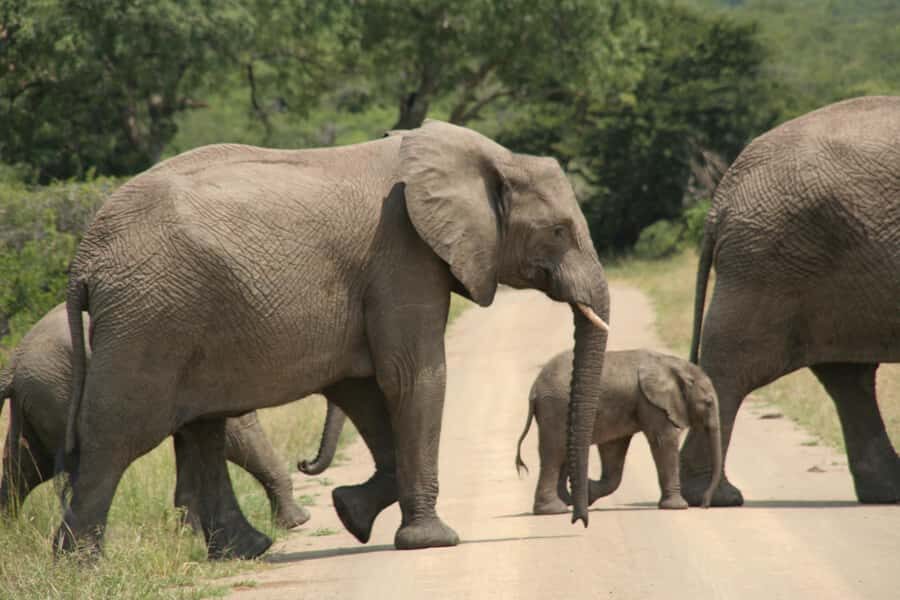 From Durban: Hluhluwe Imfolozi Game Reserve Day Trip - Key Points at a Glance