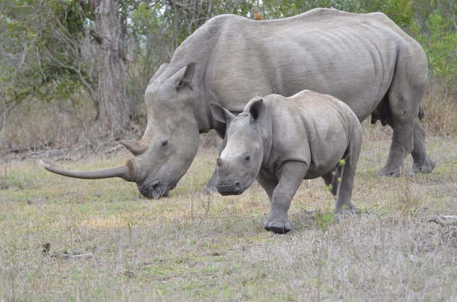 From Durban: Hluhluwe Imfolozi Game Reserve Day Trip - Hluhluwe Imfolozi from Durban: Big Five in One Day