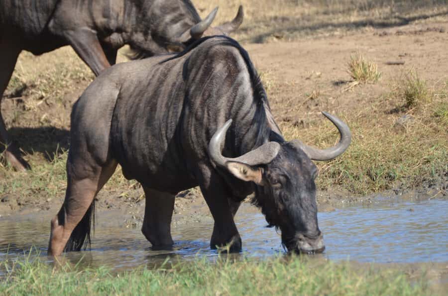 From Durban: Hluhluwe Imfolozi Game Reserve Day Trip - Game Drive Reality Check: Closed Vehicle, Big Five Odds