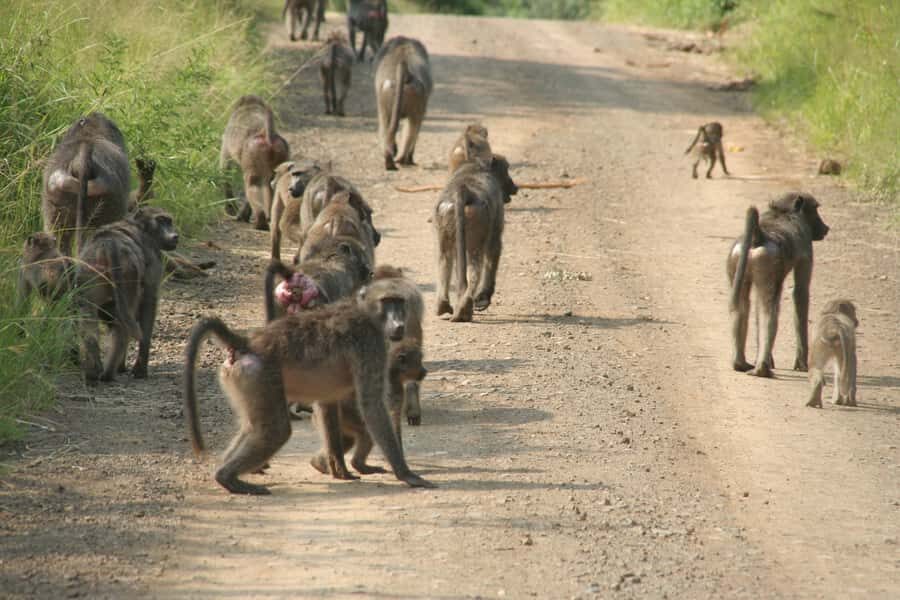 From Durban: Hluhluwe Imfolozi Game Reserve Day Trip - iSimangaliso Boat Cruise (Optional): Water Wildlife Without a Full Detour