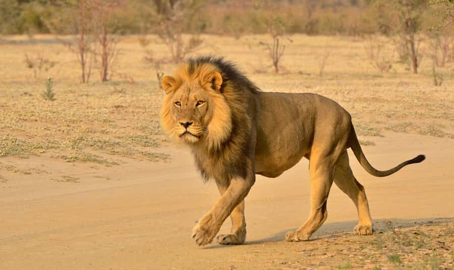 From Durban: Hluhluwe Imfolozi Game Reserve Day Trip - Pickup and Getting Started in Durban: Know Your Starting Point