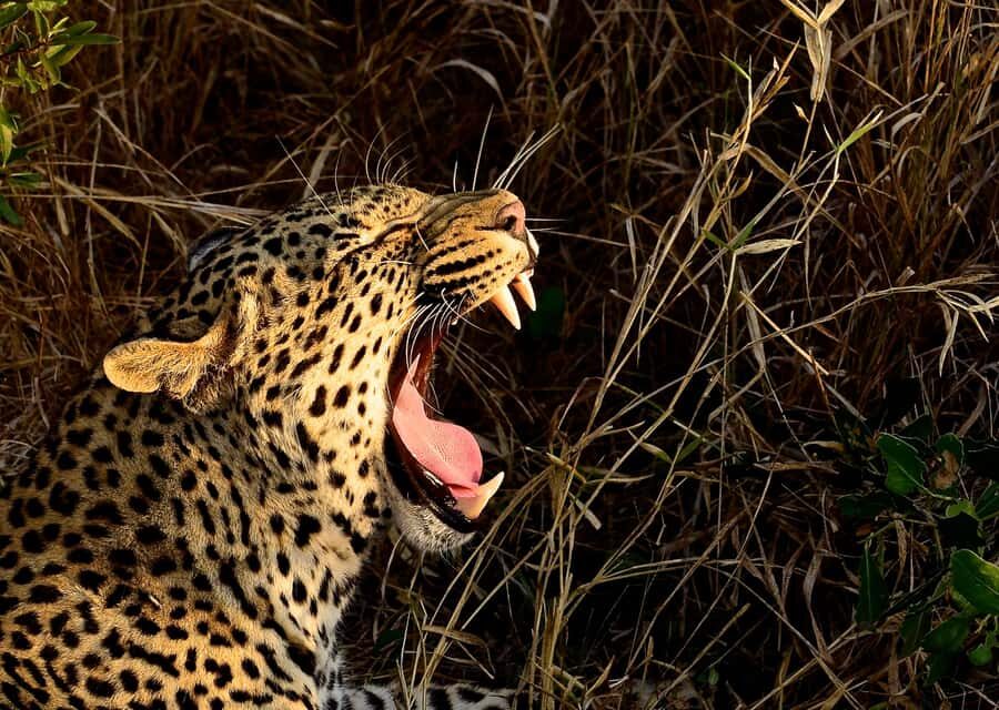 From Durban: Hluhluwe Imfolozi Game Reserve Day Trip - The 12-Hour Schedule: Why Timing Feels Tight