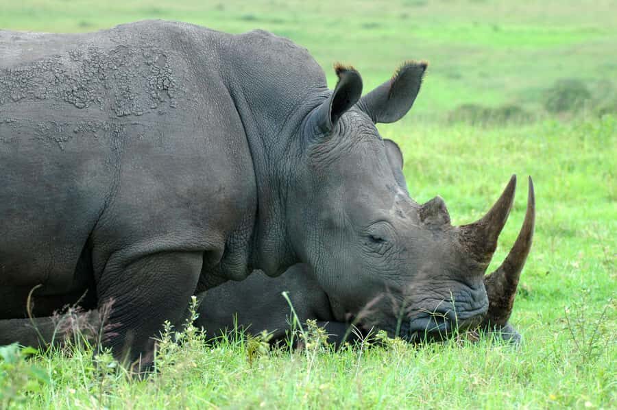 From Durban: Safari & PheZulu Village Day Tour - Why Tala Private Game Reserve Is the Main Event