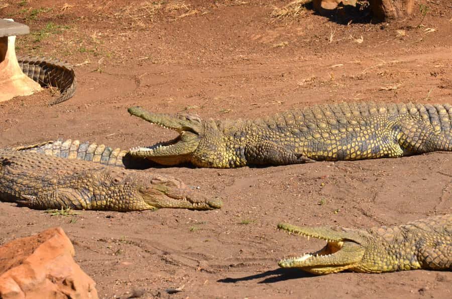 From Durban: Safari & PheZulu Village Day Tour - PheZulu Reptile Park: The Touch-and-Photo Moment