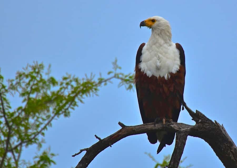 From Durban: Safari & PheZulu Village Day Tour - Should You Book the Safari & PheZulu Village Day Tour?