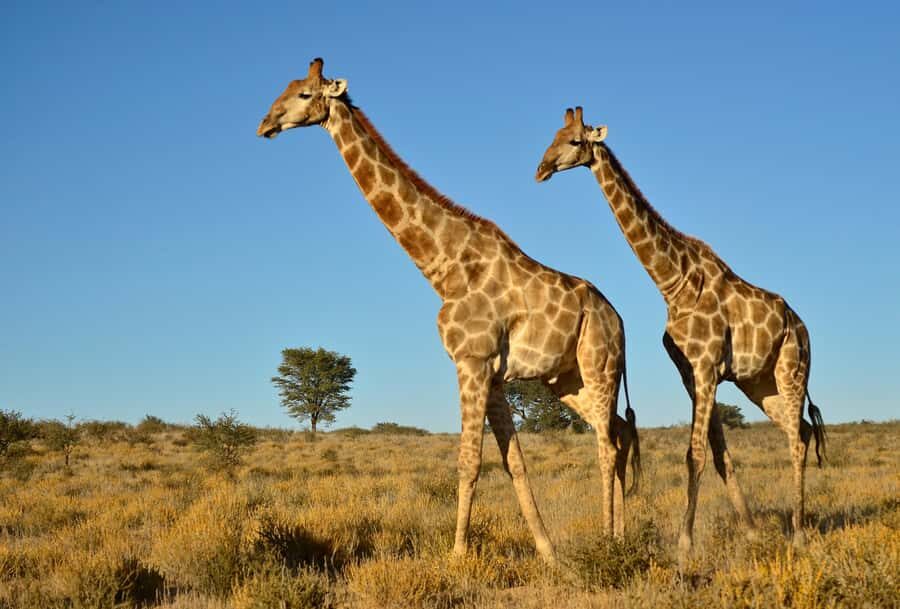 From Durban: Safari & PheZulu Village Day Tour - FAQ