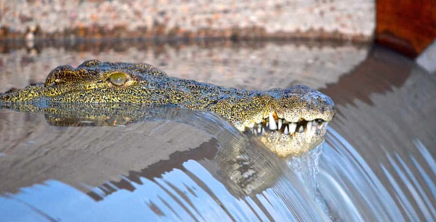 From Durban: St. Lucia Wetlands Boat Ride - Entering iSimangaliso Wetlands Park the Right Way