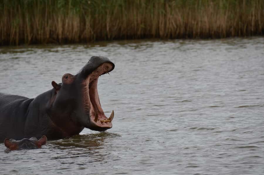 From Durban: St. Lucia Wetlands Boat Ride - Wildlife Odds: Hippos, Crocodiles, and the Fish Eagle Moment