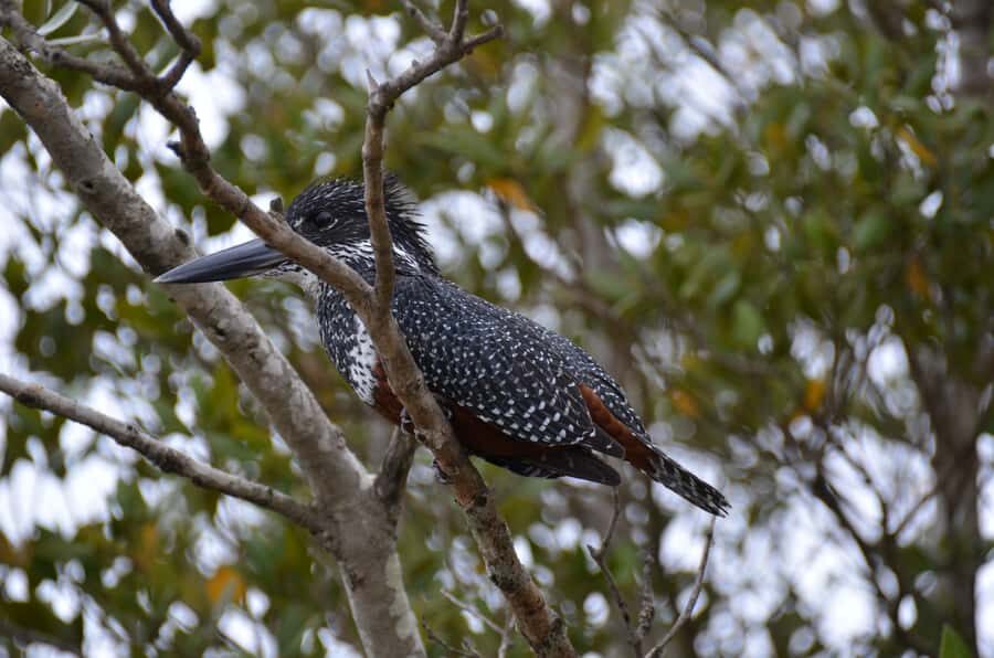 From Durban: St. Lucia Wetlands Boat Ride - What to Bring for a Cruise Day That’s Mostly Outdoors