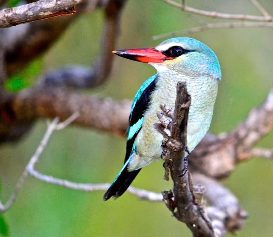 From Durban: St. Lucia Wetlands Boat Ride - Who This Tour Fits Best (and Who May Want Alternatives)