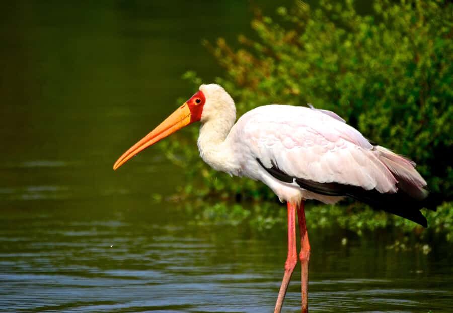 From Durban: St. Lucia Wetlands Boat Ride - From Durban to St Lucia: The Road Time You Should Plan For