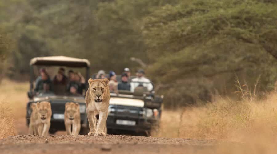 From Durban: Wildlife Lovers Big 5 Safari at 2 Game Reserves - Lunch at Hilltop Camp: A View Break, Not Included Food