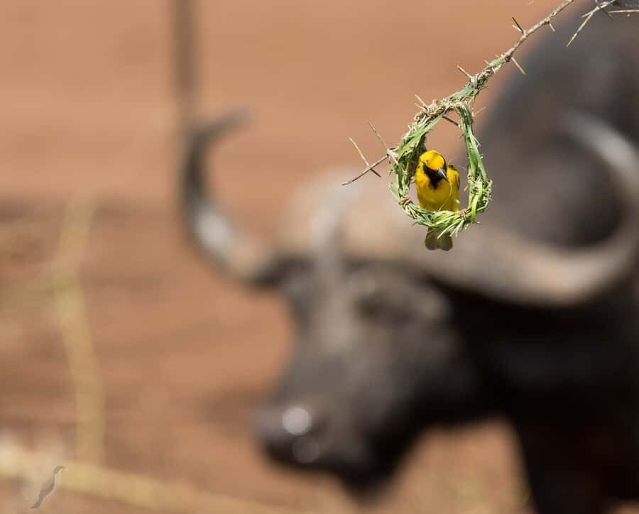 From Durban: Wildlife Lovers Big 5 Safari at 2 Game Reserves - What the Small Group of 8 Really Changes