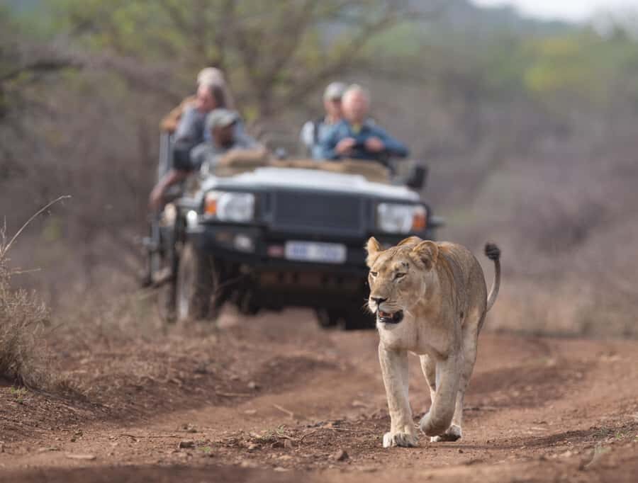 From Durban: Wildlife Lovers Big 5 Safari at 2 Game Reserves - Transportation and Comfort: Know the Two Vehicle Types