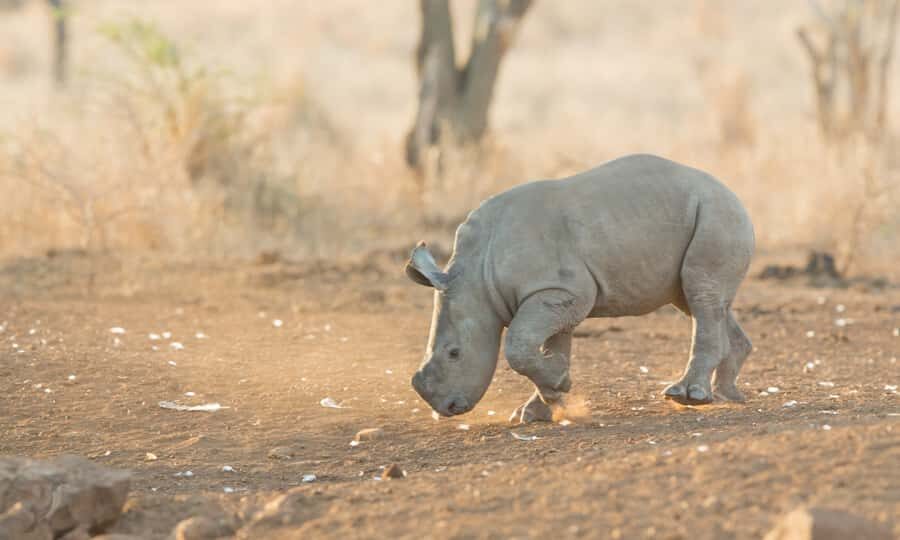 From Durban: Wildlife Lovers Big 5 Safari at 2 Game Reserves - Price and Value: Where the $246 Goes