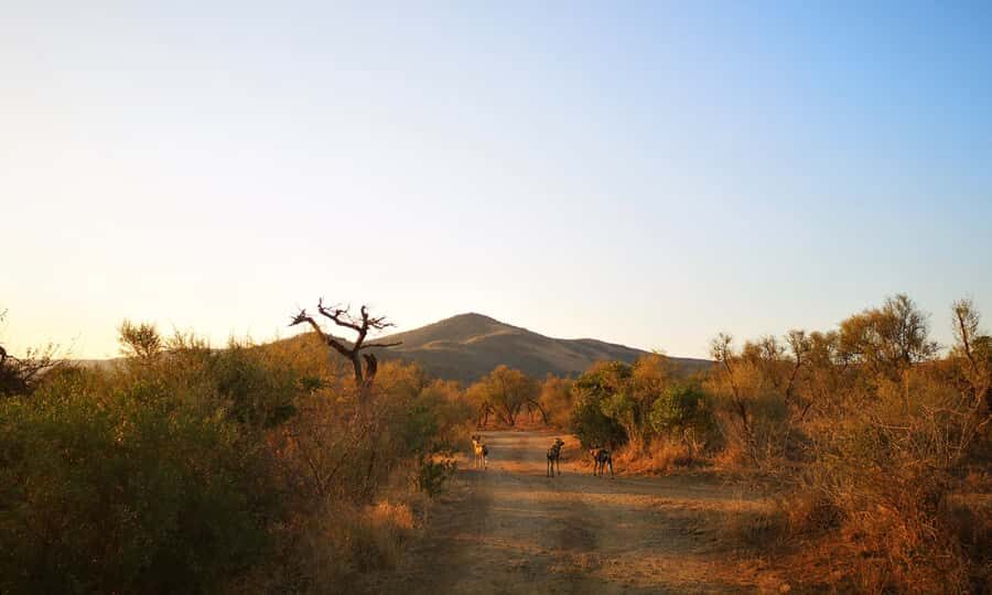 From Durban: Wildlife Lovers Big 5 Safari at 2 Game Reserves - Who Should Book This Safari From Durban