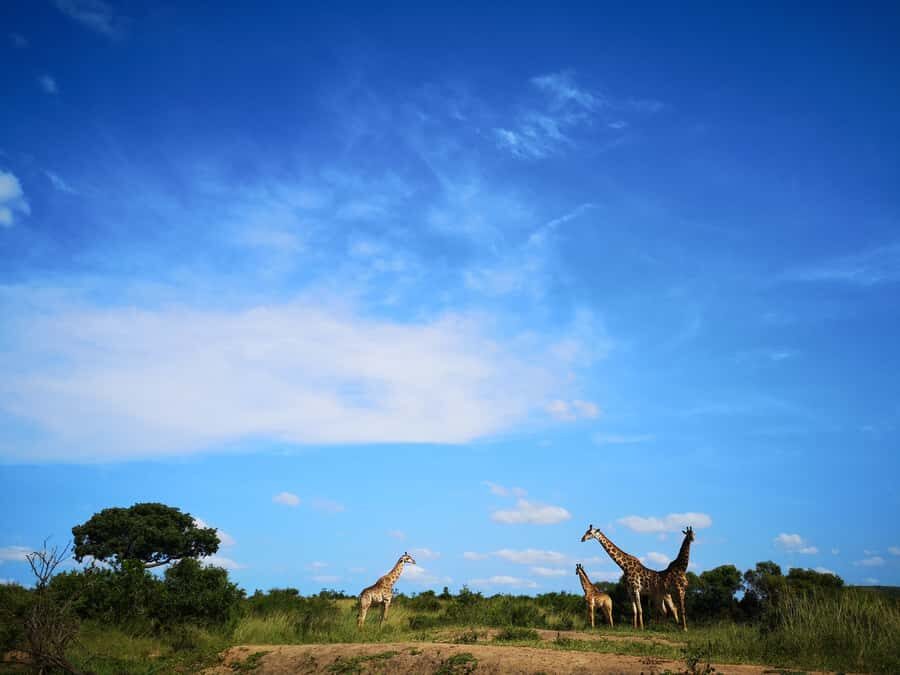 From Durban: Wildlife Lovers Big 5 Safari at 2 Game Reserves - Morning Drive at Hluhluwe-Imfolozi: Rhino and Elephant Focus