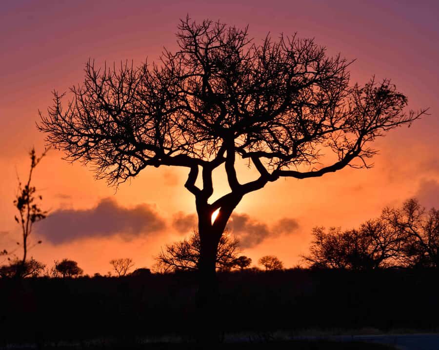 From Hazy View: Full Day Kruger National Park Safari - Key highlights you’ll actually feel