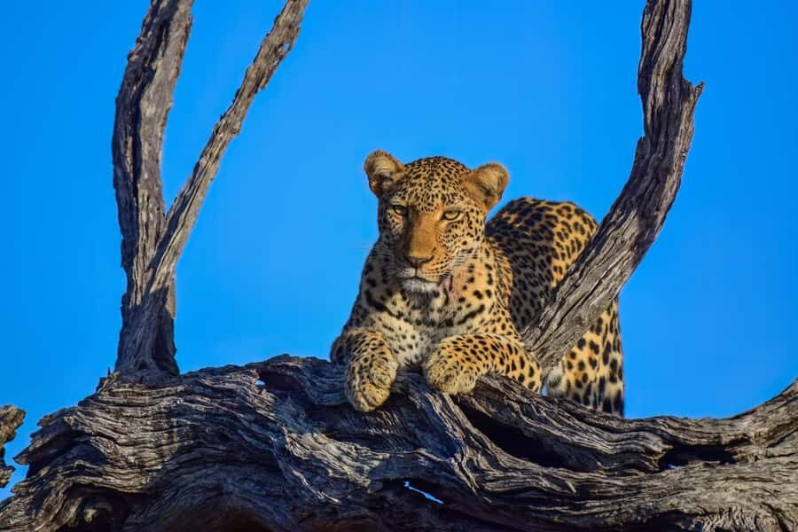 From Hazy View: Full Day Kruger National Park Safari - Entering Kruger from Hazyview: the day starts fast for a reason