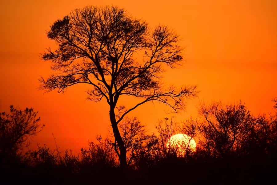From Hazy View: Full Day Kruger National Park Safari - Morning drive (about 6:00–9:00): wildlife chores and Big Five odds