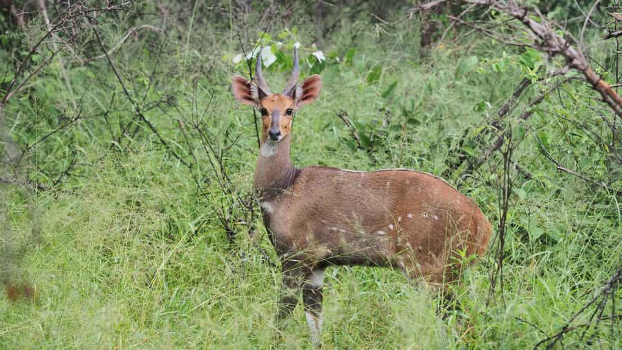 From Hazy View: Full Day Kruger National Park Safari - Breakfast break around 9:00: quick fuel, then back out