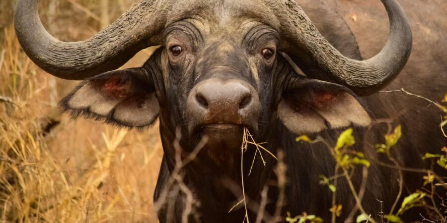From Hazy View: Full Day Kruger National Park Safari - The safari jeep and the ranger factor: how you get better sightings