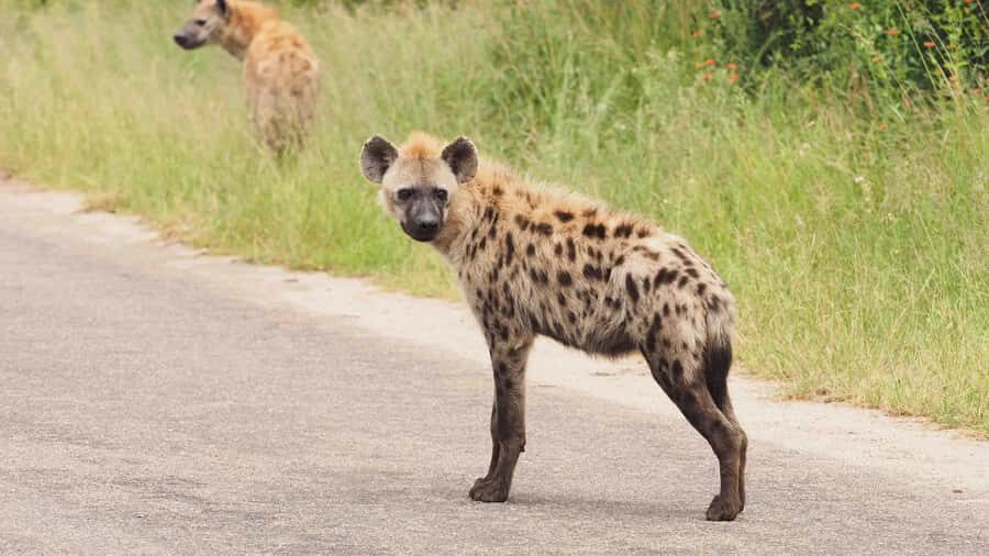 From Hazy View: Full Day Kruger National Park Safari - What $121 really buys: value math for a Kruger day