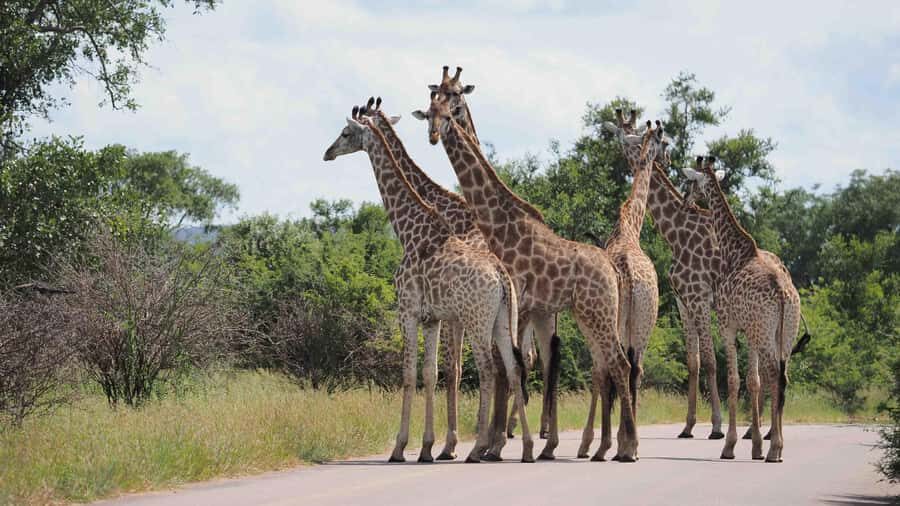 From Hazy View: Full Day Kruger National Park Safari - Pickup, gates, and why that indemnity stop isn’t just paperwork