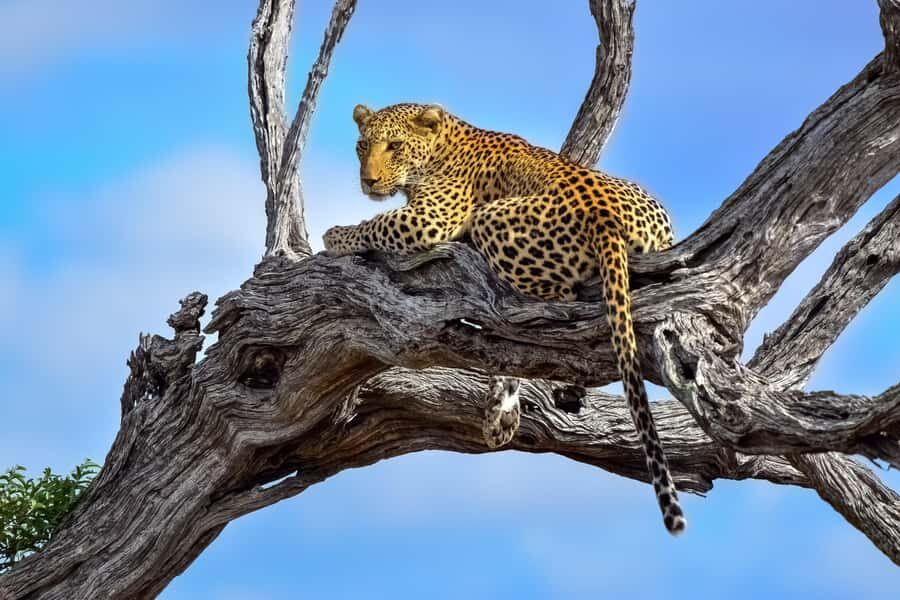From Hazyview : Big 5 Kruger National Park Day Safari - Key highlights to care about