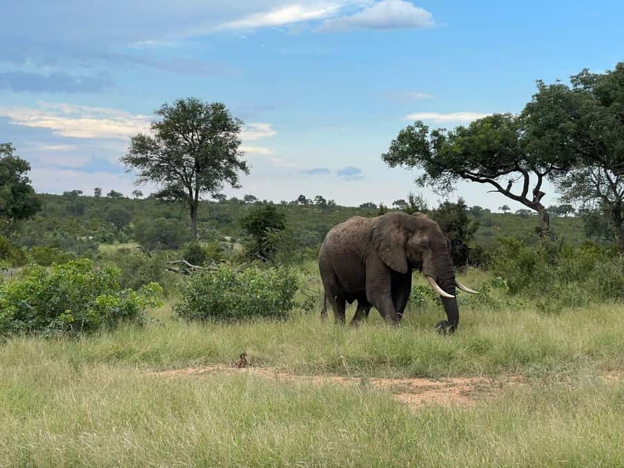 From Hazyview : Big 5 Kruger National Park Day Safari - Kruger timing: why an early start actually matters