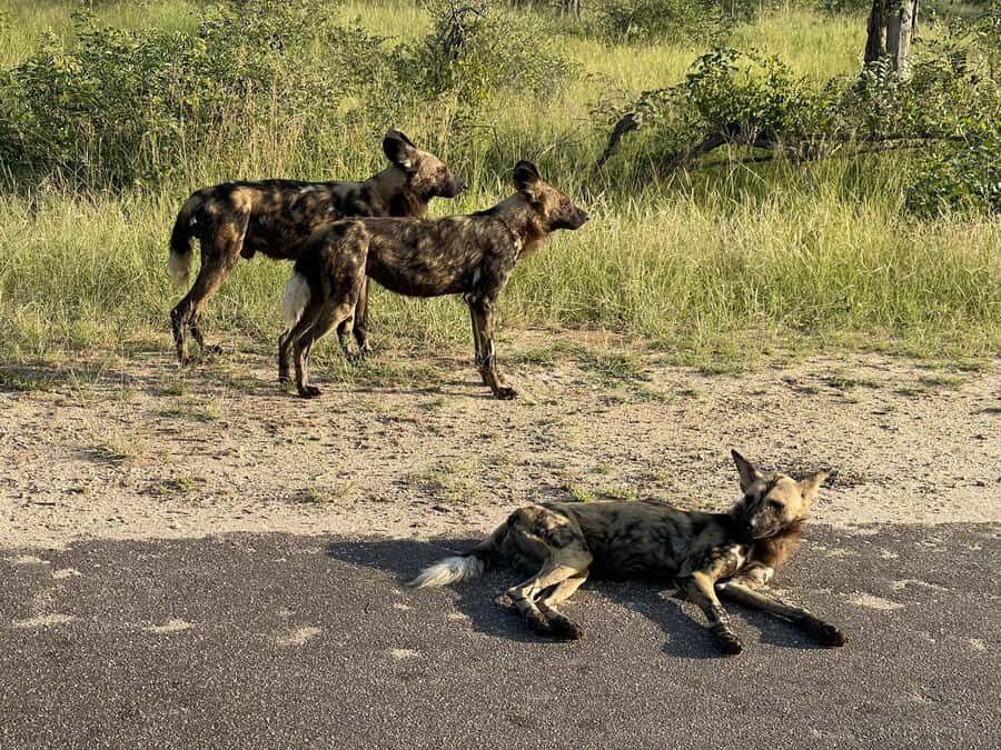 From Hazyview : Big 5 Kruger National Park Day Safari - Entering Kruger at Phabeni Gate and starting the first drive