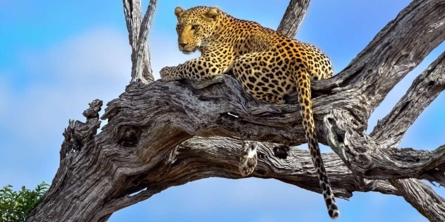 From Hazyview : Big 5 Kruger National Park Day Safari - The most important meal breaks: breakfast timing and lunch in camp