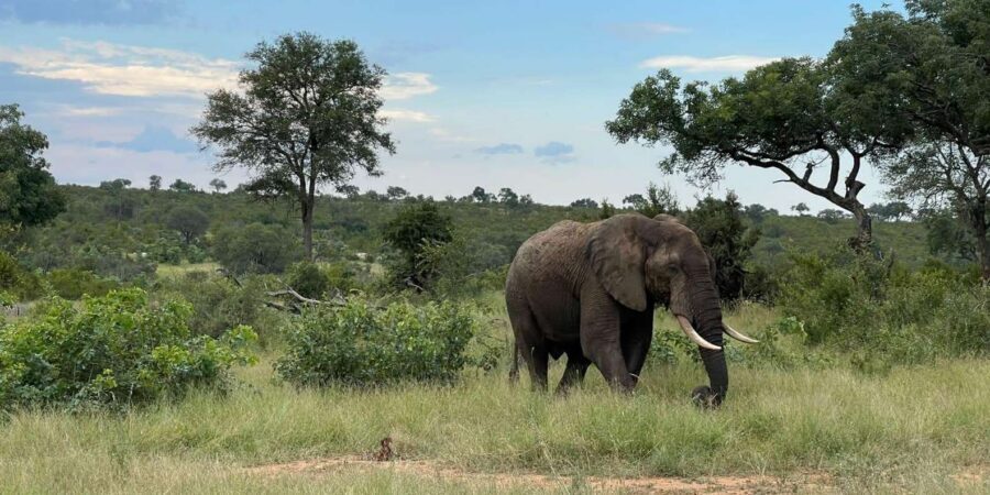 From Hazyview : Big 5 Kruger National Park Day Safari - Waterholes and the “small but smart” sightings strategy