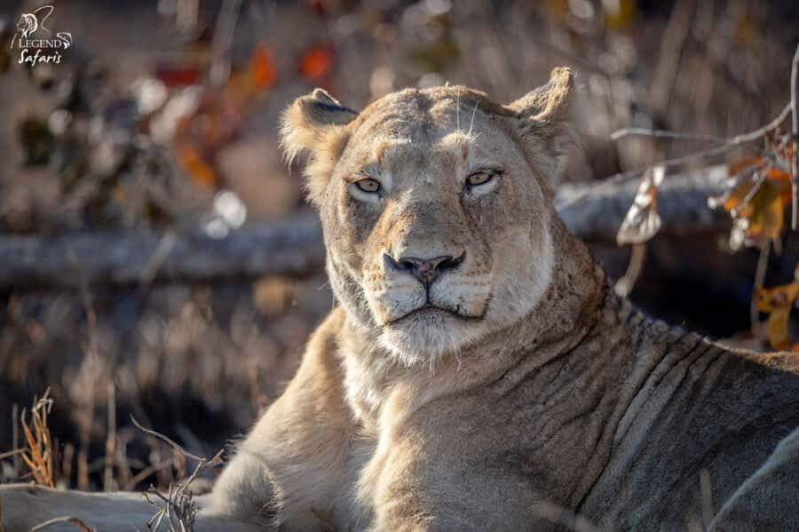 From Hazyview: Kruger National Park Morning Half-Day Safari - Should You Book This Kruger Morning Half-Day?