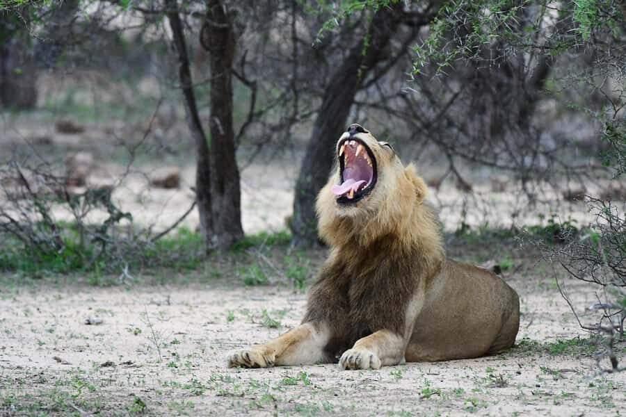 From Hazyview: Private Afternoon Game Drive - A Private Guide Who Helps You Actually See Animals