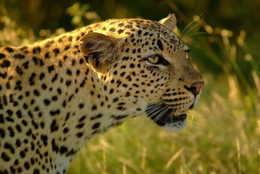 From Hazyview: Private Afternoon Game Drive - Where the Drive Takes You: Viewpoints, Predators, and Possible Close-Up Moments