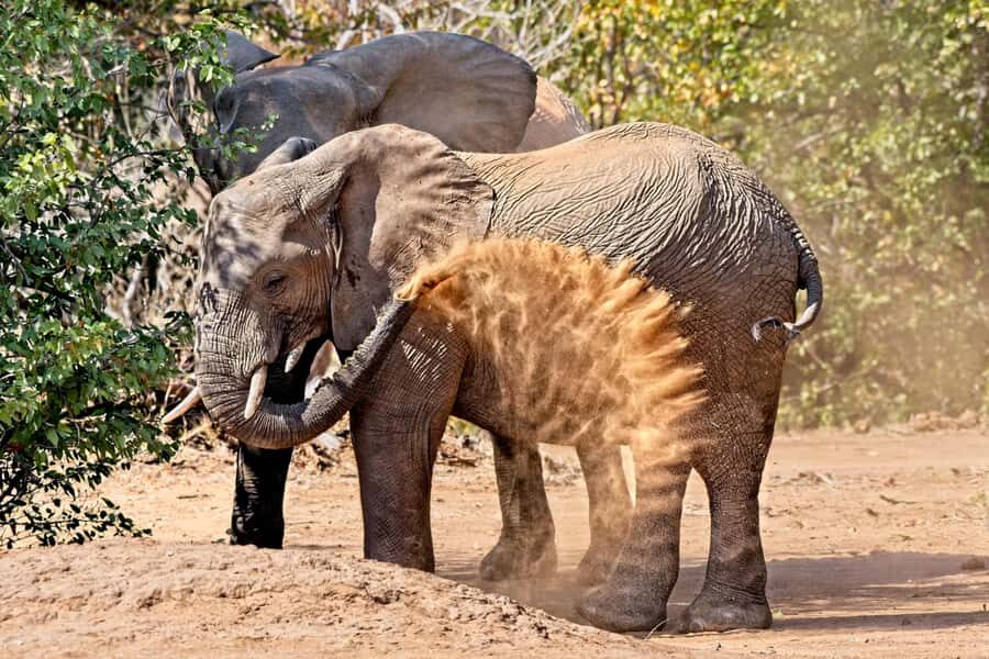 From Hazyview: Private Afternoon Game Drive - Money and Value: What You’re Paying For (and What You Still Need to Budget)