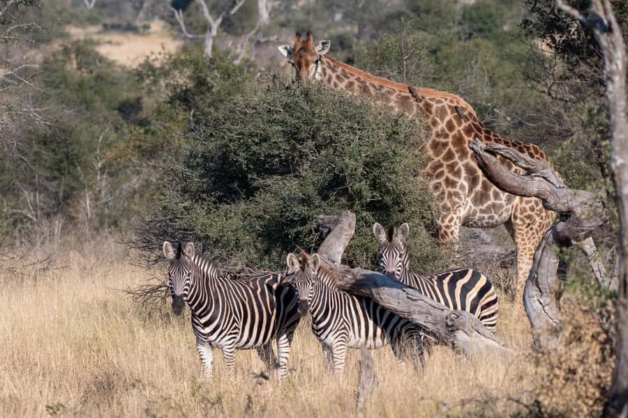 From Hazyview: Private Afternoon Game Drive - Practical Prep: What to Bring for a Comfortable Afternoon in the Park
