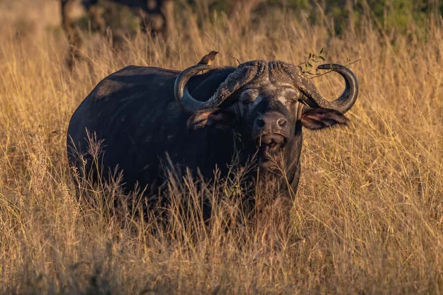 From Hazyview: Private Afternoon Game Drive - Should You Book This Private Afternoon Drive?