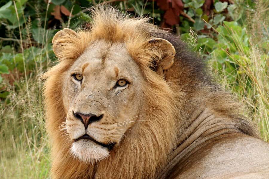 From Hazyview: Private Half-Day Guided Kruger Safari - Key highlights you’ll actually feel on this tour