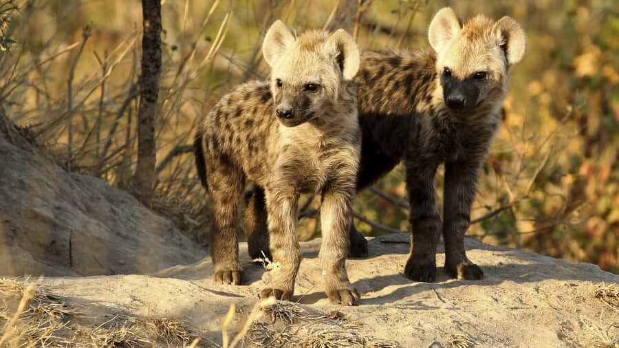 From Hazyview: Private Half-Day Guided Kruger Safari - Getting from Hazyview into Kruger: fast start, real game-drive energy