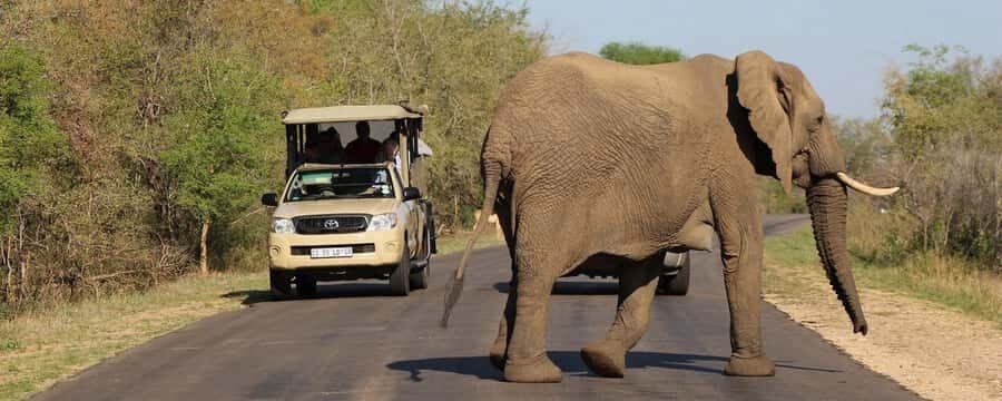 From Hazyview: Private Half-Day Guided Kruger Safari - Open-vehicle spotting: where the Big Five and birds come into play