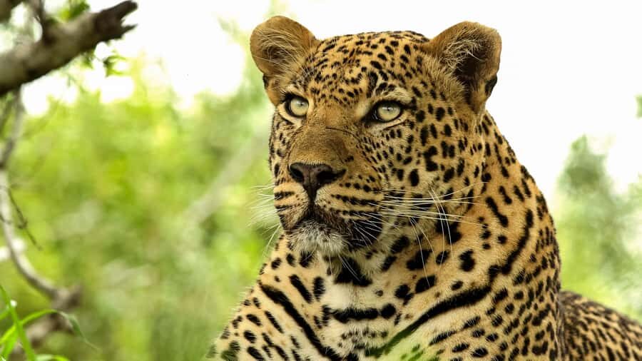 From Hazyview: Private Half-Day Guided Kruger Safari - Who this private half-day Kruger safari suits best