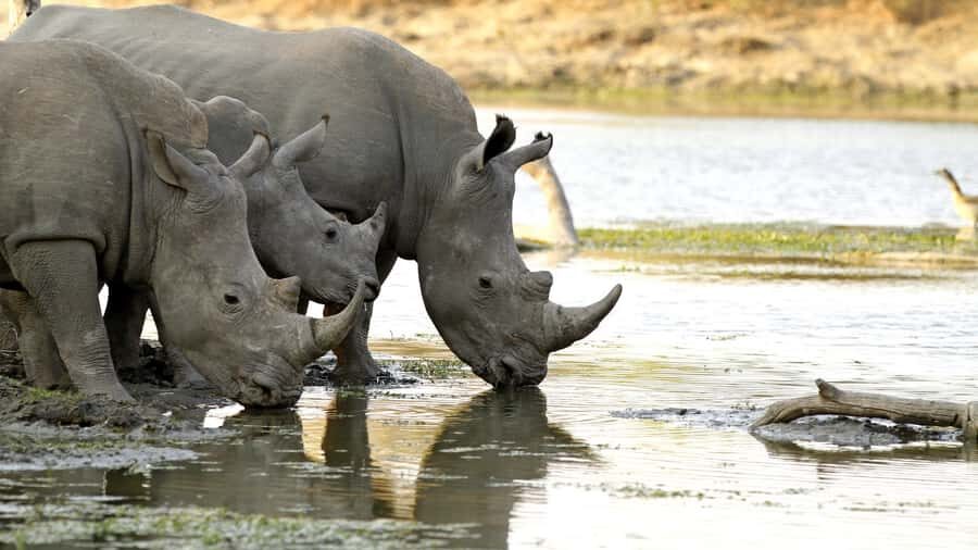 From Hazyview: Private Half-Day Guided Kruger Safari - The 5-hour rhythm: how the safari drive flows (and why it works)