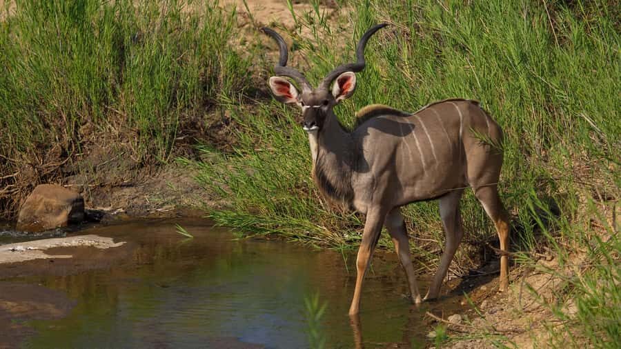 From Johannesburg: 2-Day Safari into Kruger National Park - From Johannesburg to Kruger: the ride you have to plan for